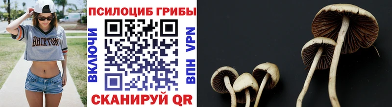Галлюциногенные грибы Psilocybe  MEGA вход  Юрьев-Польский 